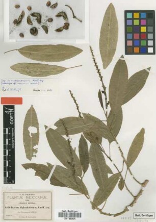 Sapium biglandulosum Müll.Arg.