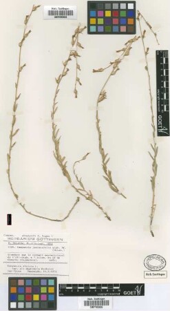Campanula jasionefolia A.DC.