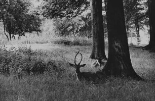 Archivfotografie "motive_tiere_wild_damwild_11104"