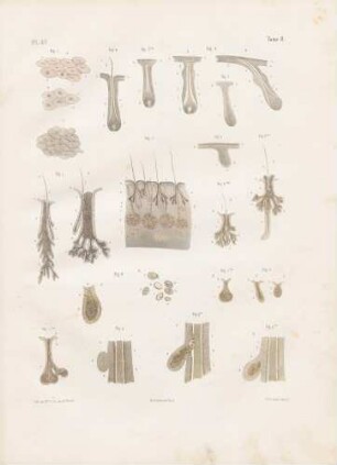 Mikroskopische Studien von Haaren, Nägeln und Talgdrüsen