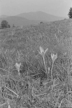 Čičmany. Akt-Pleinair 1980. Herbstzeitlose (Colchicum autumnale) auf einer Wiese
