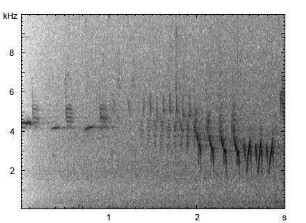 Weidenmeise | Poecile montanus - Gesang