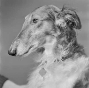 Windhund
