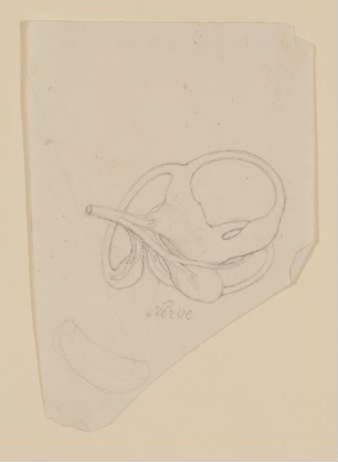 Das menschliche Gleichgewichtsorgan im Innenohr [aus einem Konvolut anatomischer Zeichnungen des Christian Koeck]