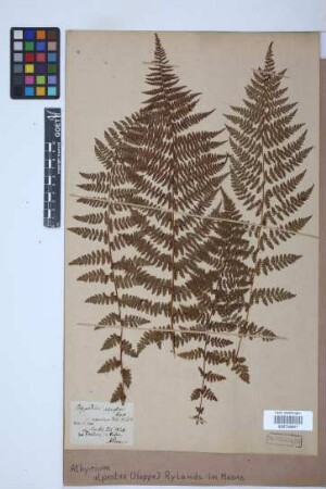 Athyrium alpestre (Hoppe) Rylands