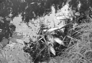 Fischsterben in der Alb in Folge der Explosion eines umgestürzten Tanklastzugs auf der Südtangente beim Bulacher Kreuz