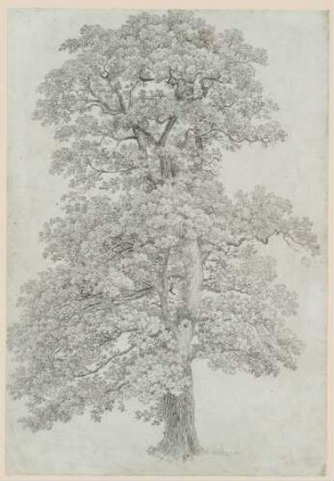 Hoher Eichbaum