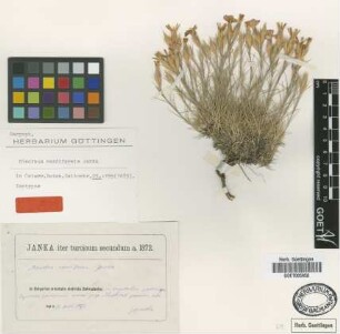 Dianthus nardiformis Janka [isotype]
