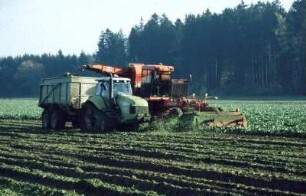 Fotografie: Zuckerrübenköpfrodelader selbstfahrend, Parallelverfahren