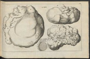 Zu Observatio XXVII. und zu Observatio CLXXIX.