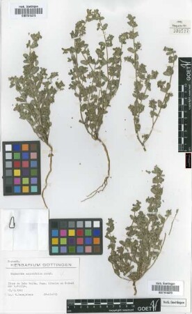 Euphorbia scordiifolia Jacq.