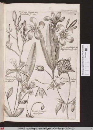 [Oleander und Clematis]