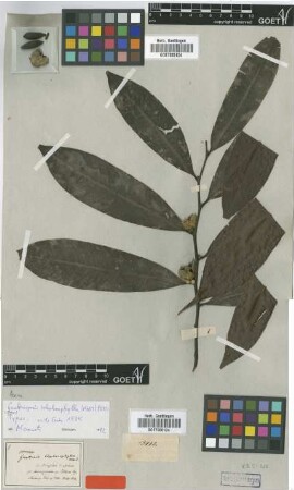 Guatteria blepharophylla Mart. [type]