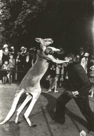 Dresden. Zoo. Riesenkänguru (Macropus rufus) beim Boxkampf mit Wärter