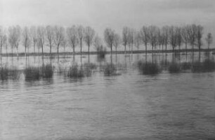 Hochwasser 1952 am Rhein bei Nackenheim