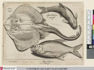 Raia; Roche; Apua Phalerica witvisch [Stachelrochen und zwei Weißfische; A Stingray and two Fish]