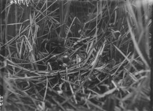 Kuckuck : Aus dem Nest gefallener Kuckuck (Cuculus canorus Linnaeus), von Teichrohrsänger (Acrocephalus scirpaceus Hermann) gefüttert.