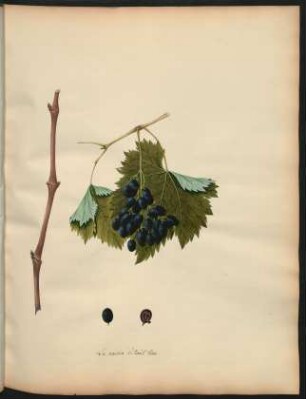 12. Le raisin d'Aout bleu