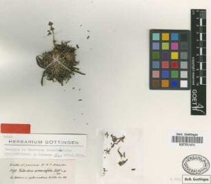 Valeriana armeriifolia Schltdl. [isotype]