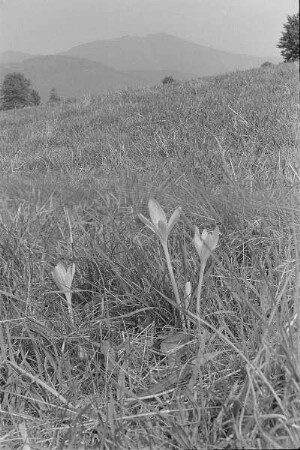Čičmany. Akt-Pleinair 1980. Herbstzeitlose (Colchicum autumnale) auf einer Wiese