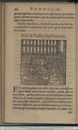 Felis & Gallus Gallinaceus