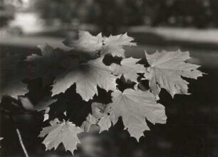 Spitzahorn (Acer platanoides), auch Spitzblättriger Ahorn. Zweig