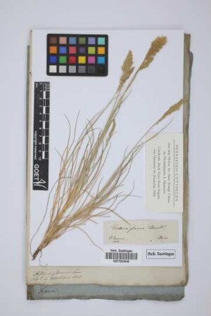 Festuca glauca Lam