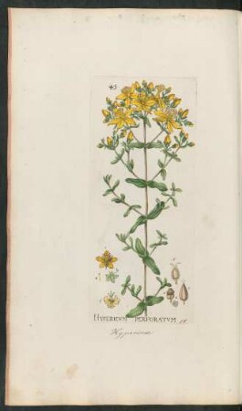 45. Hypericum perforatum