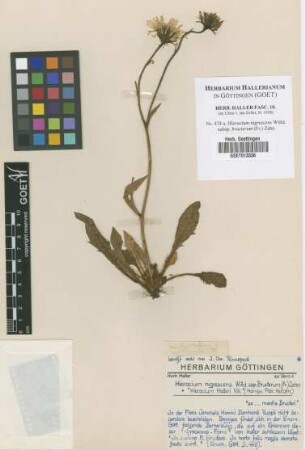 Hieracium nigrescens Willd. subsp. bructerum (Fr.) Zahn