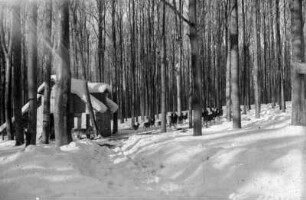 Hochwild an der Wildfütterung am Leichenweg - Forstrevier Steinbach