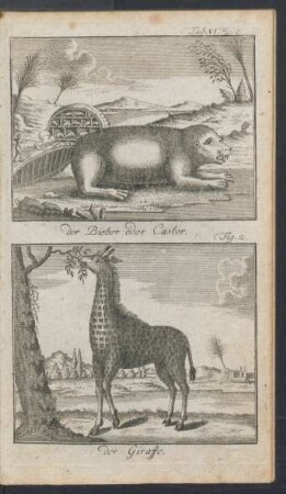 Tafel VI.: der Bieber oder Castor. der Giraffe.