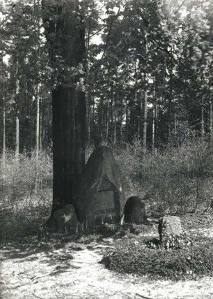 Buche mit Gedenkstein für Alfred Richter