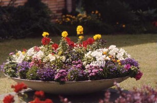 Finanzamt: Bangertstraße: Schale mit bunten Sommerblumen: dahinter Rosenbüsche: hinten Gebäude