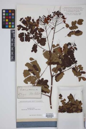 Caesalpinia pulcherrima (L.)Sw.