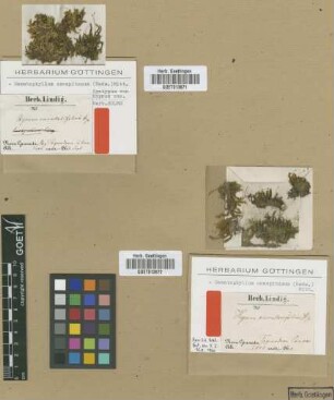 Hypnum cucullatifolium Hampe [syntype]