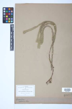 Huperzia lucidula (Michx.) Trev.