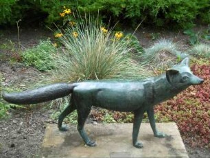 Junger Fuchs