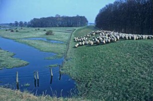 Hochwasser der Elbe 1981