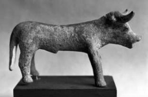 Rind (Stier)