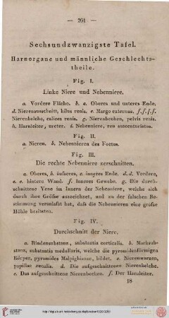 Sechsundzwanzigste Tafel [Harnorgane und männliche Geschlechtstheile]