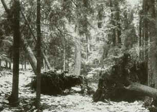Šumava (deutsch: Böhmerwald), Urwald am Kubani, umgestürzte Bäume
