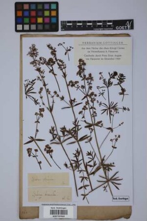Galium boreale L.