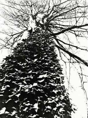 Mit Efeu bewachsener Baum, harter Kontrat