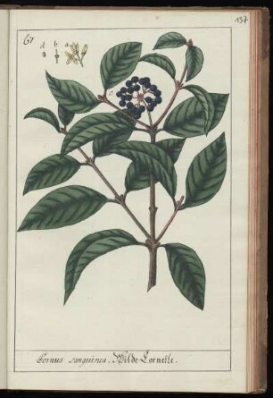 67. Cornus sanguinea. Wilde Cornelle