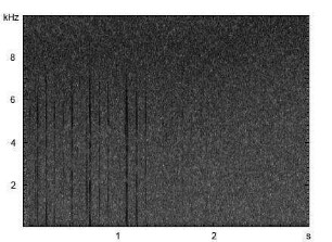 Wasserfledermaus | Myotis daubentonii - Ruf