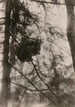 Eichhörnchen (Sciurus vulgaris), auf Ast fressend