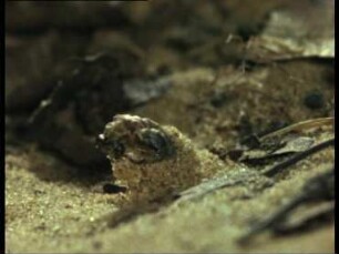 Euroleon nostras (Myrmeleonidae) - Schlüpfen der Imago