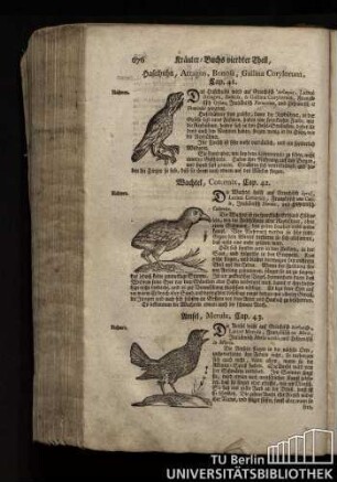 Cap. 42. Wachtel, Coturnix.
