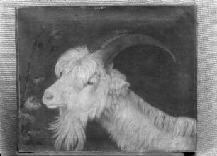 Ziegenbock