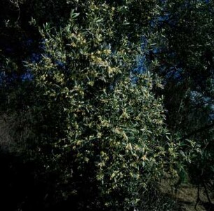 Kreta. Blühender Ölbaum